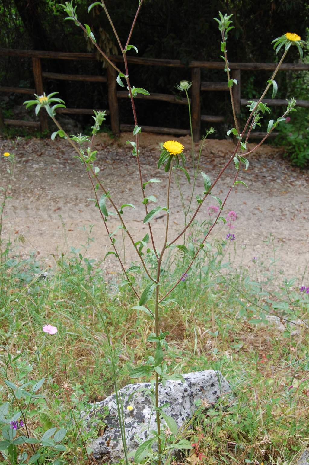 Pallenis spinosa / Asterisco spinoso